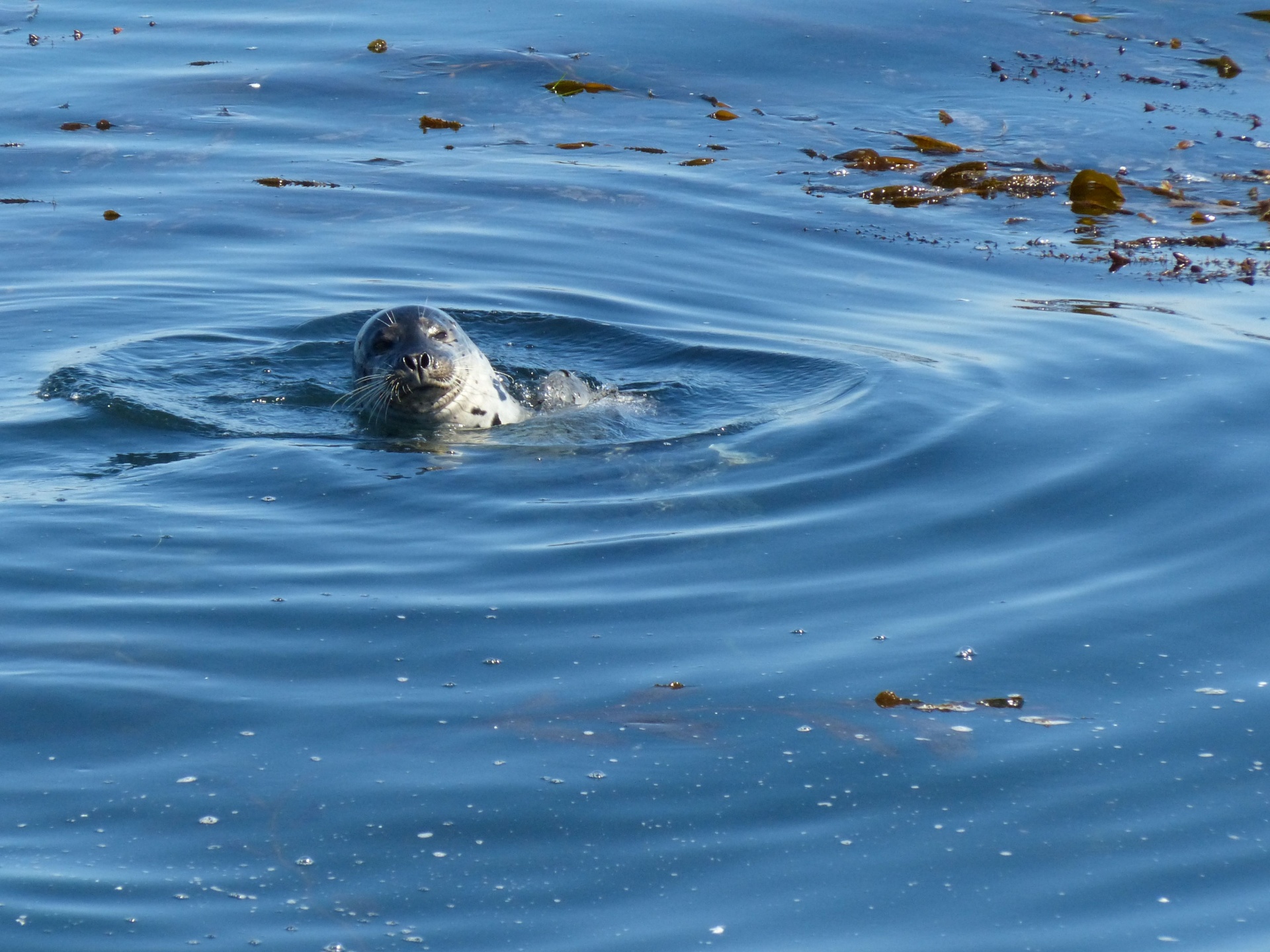 seal seals monterey bay free photo