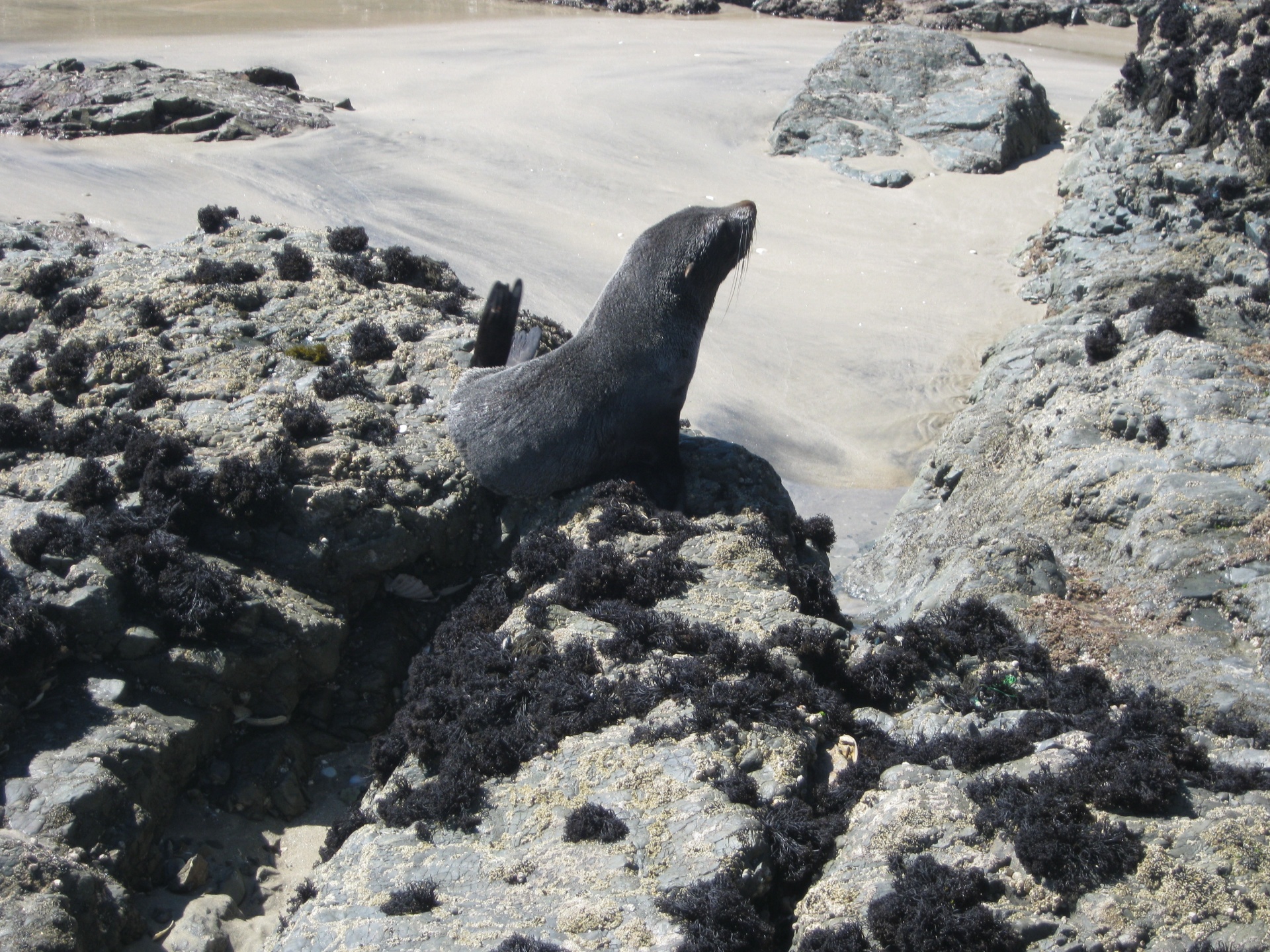 seal animal mammal free photo