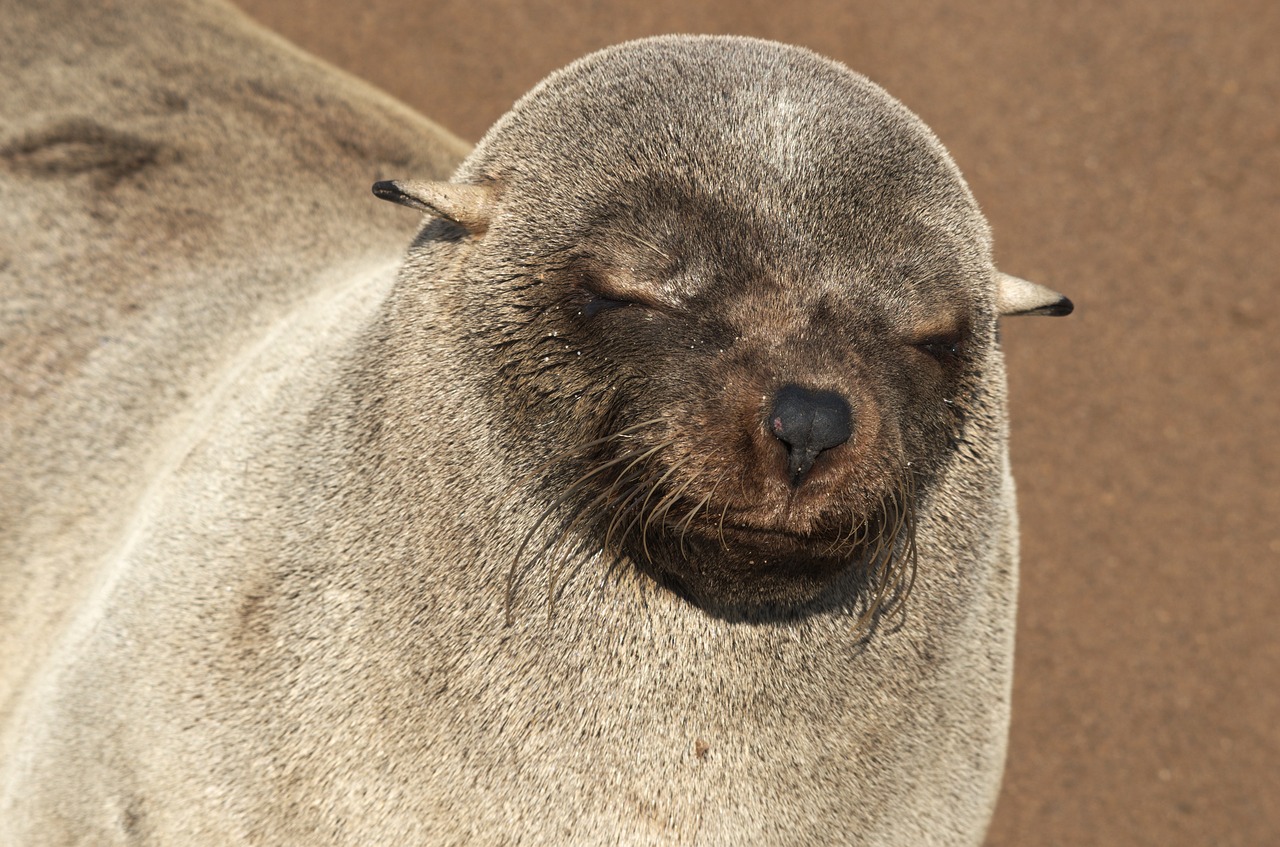 seal pelts sleep nature free photo