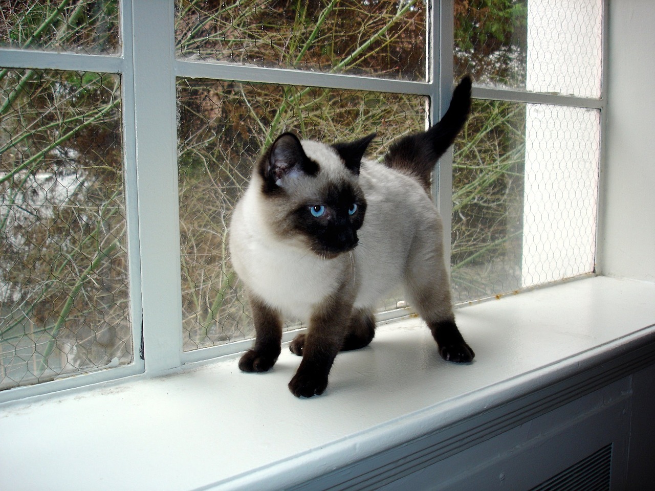 seal point siamese kitten feline cat free photo