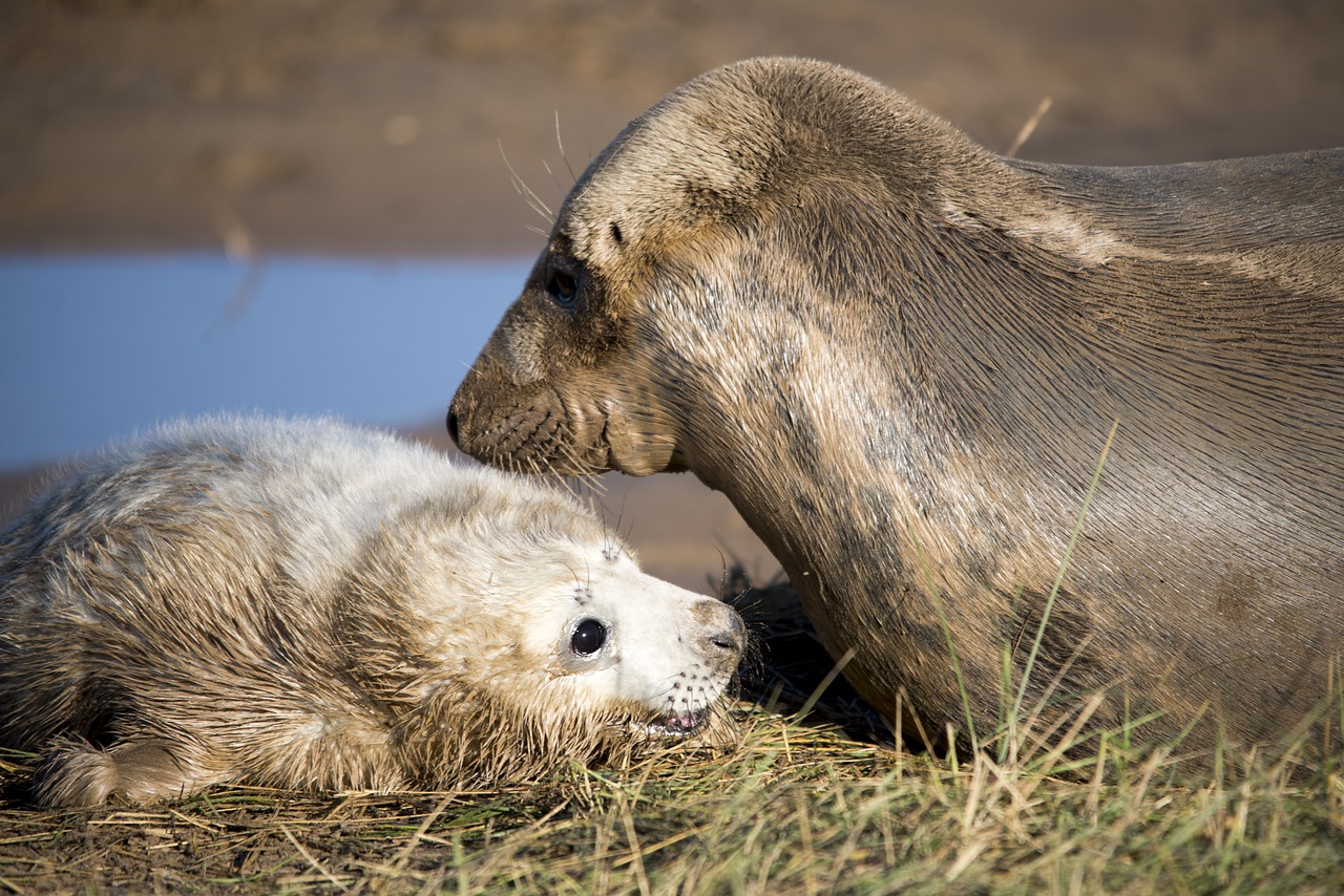 seal pup seals wildlife free photo