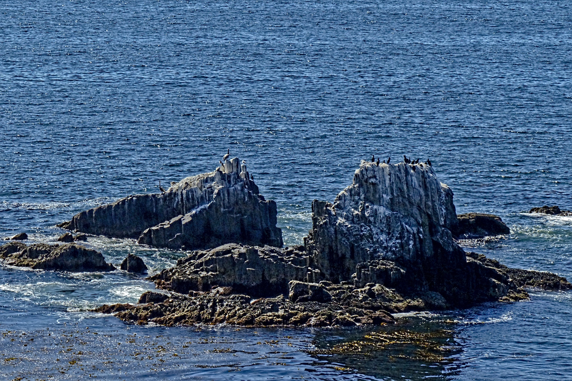 seal rock large rock birds free photo