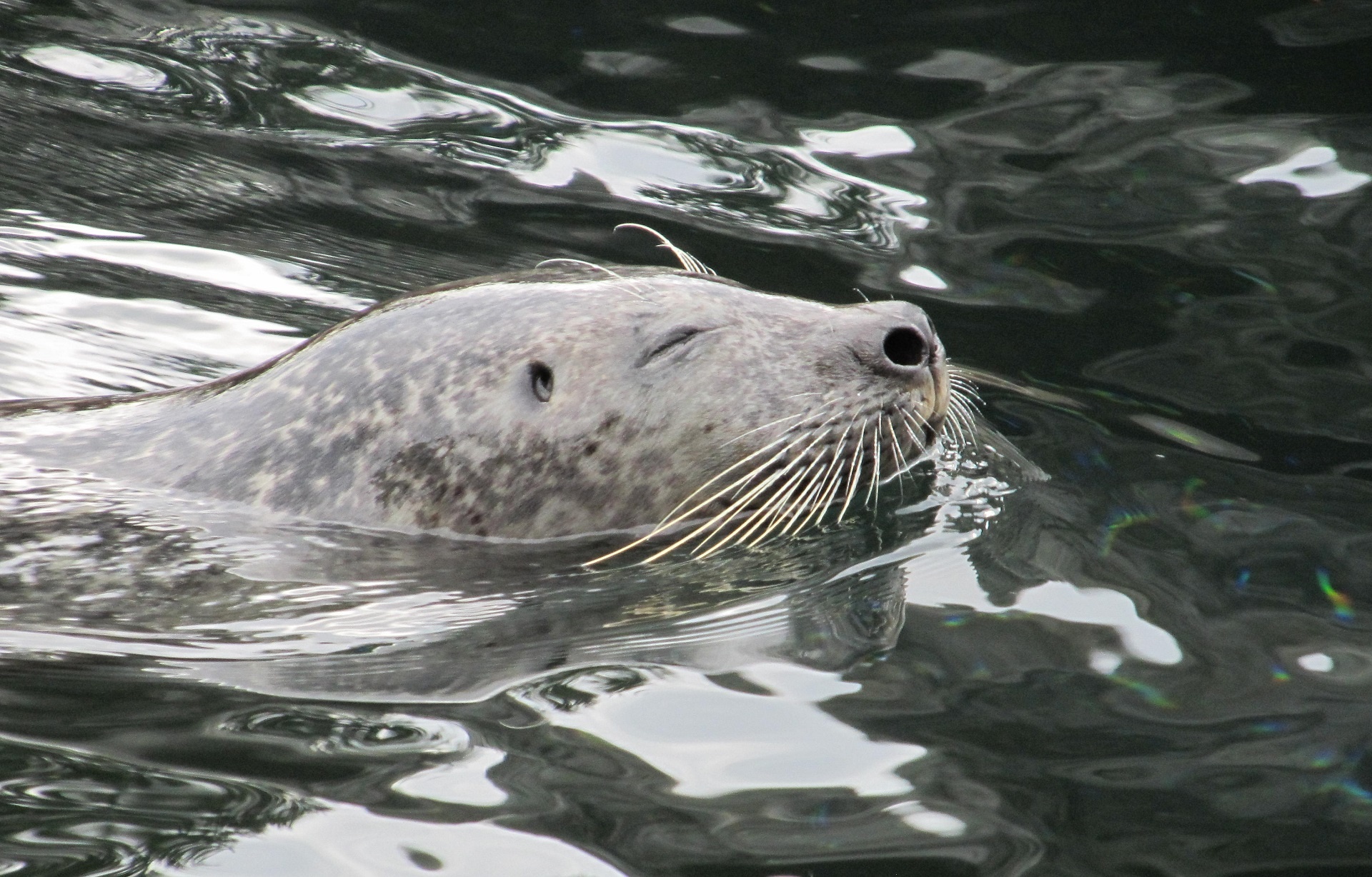 seal swimming water free photo