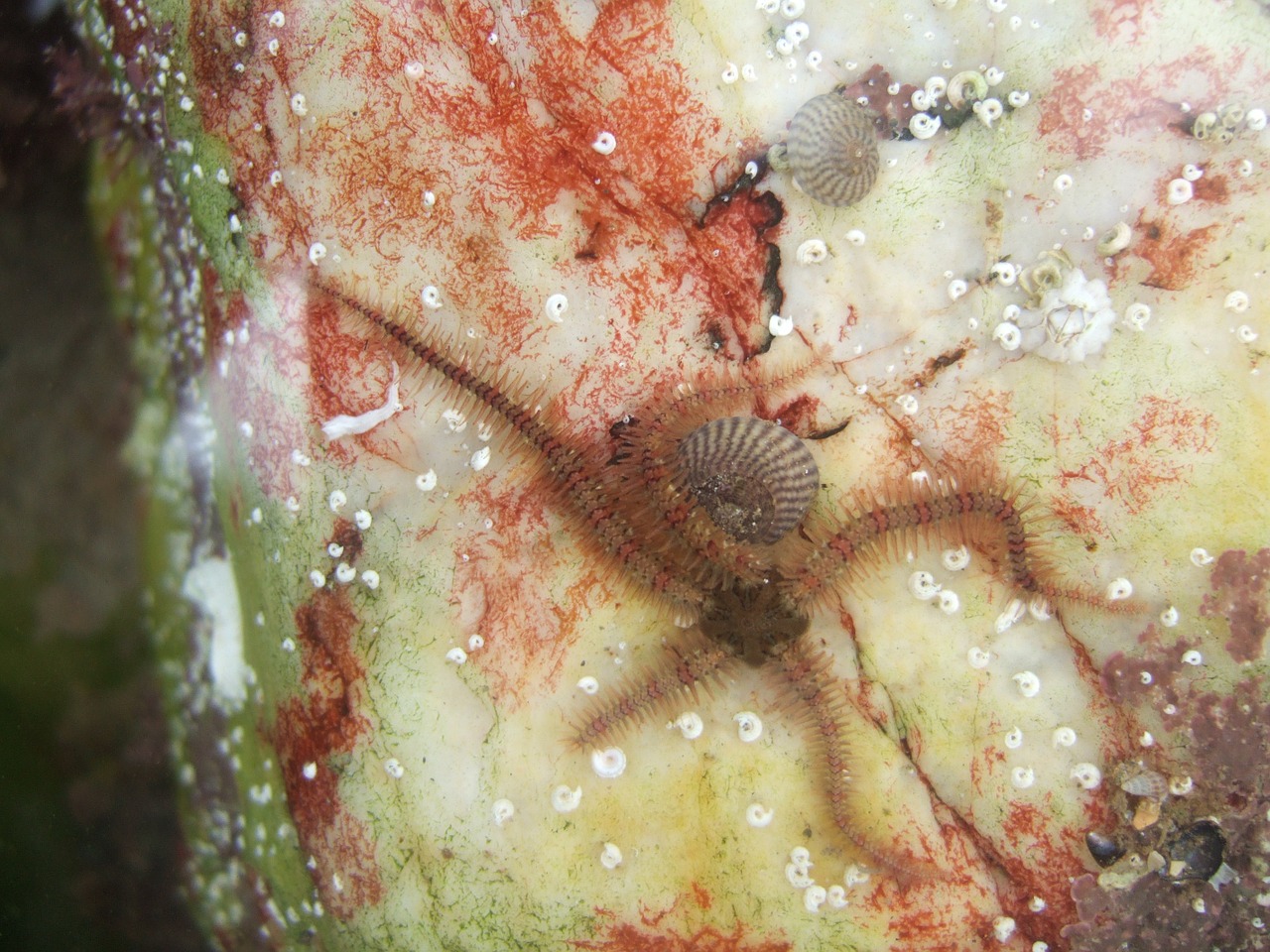 sealife rockpool starfish free photo