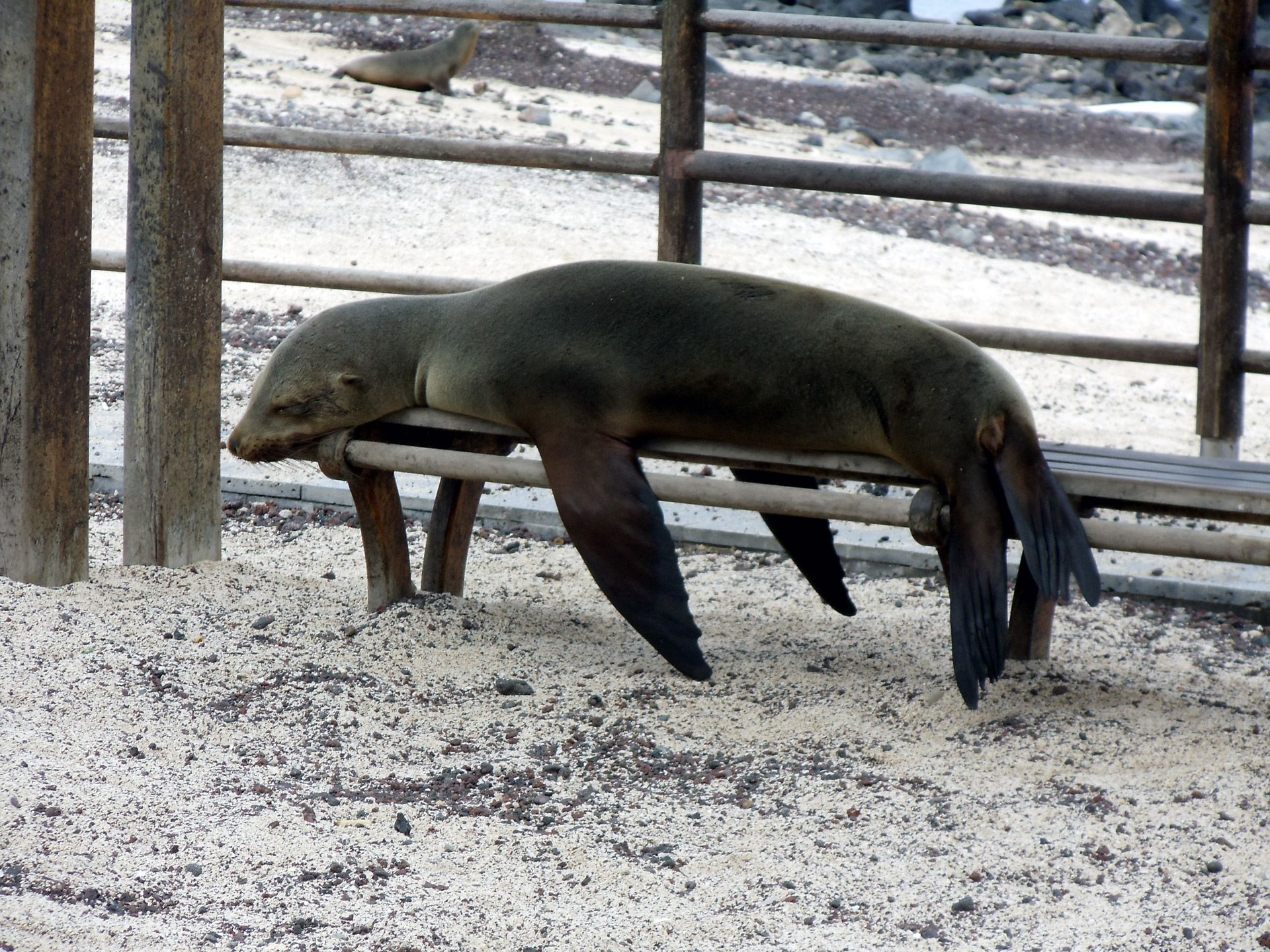 sea lion sleep bench free photo