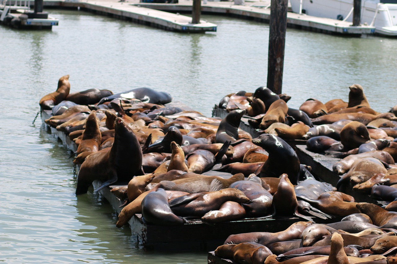 sealions san francisco california free photo