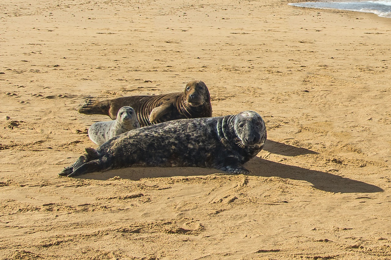 seals beach north sea free photo