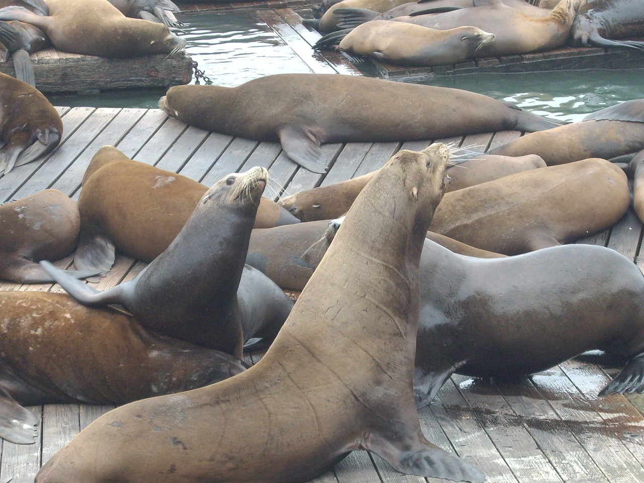 seals walruses bay free photo