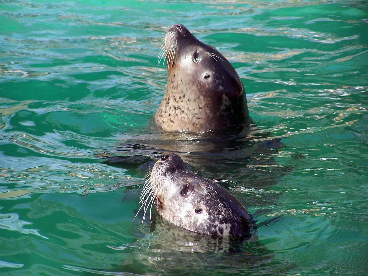 seals zoo water free photo