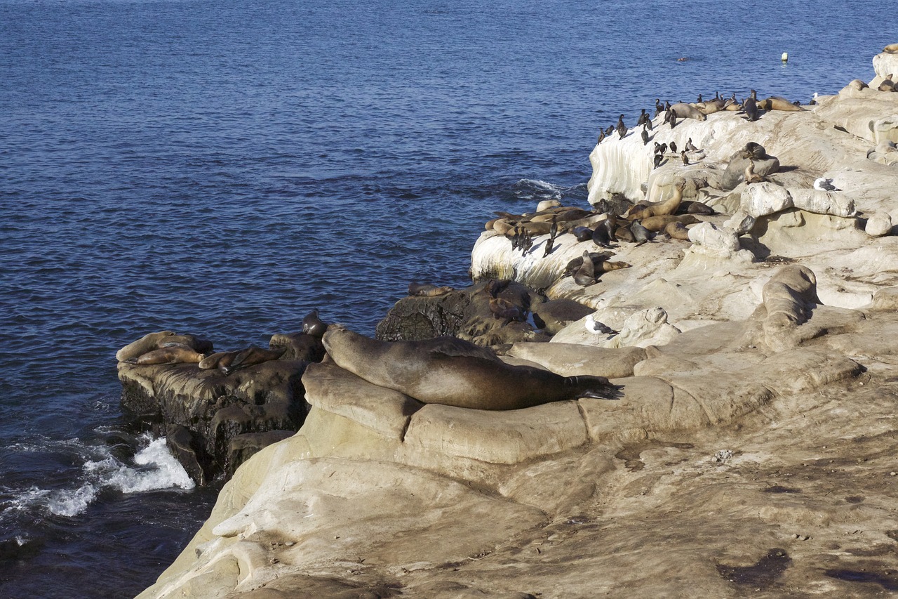 seals sea lions ocean free photo