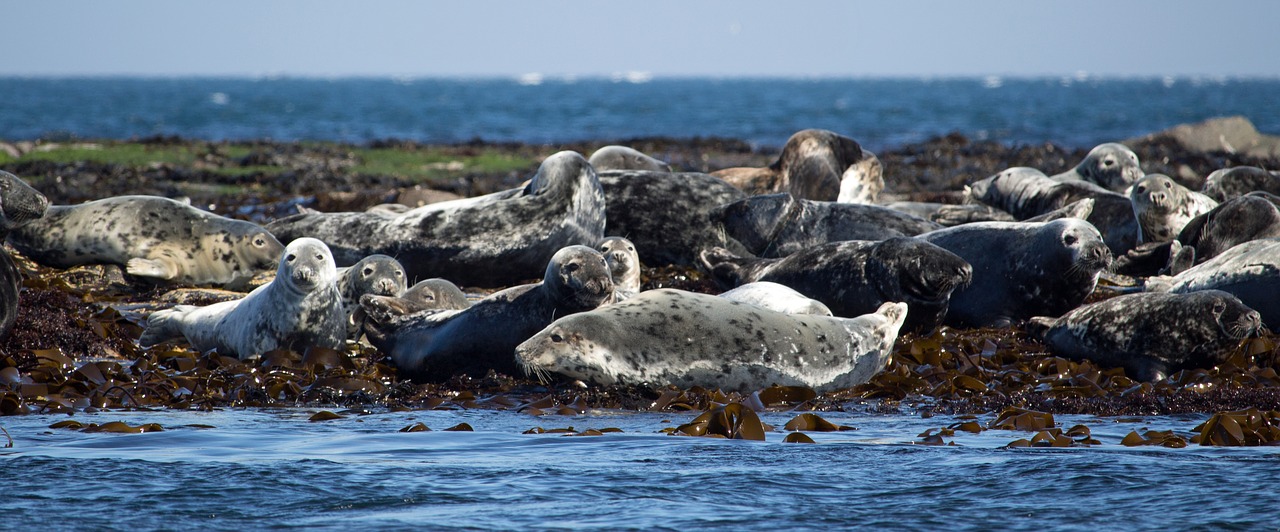 seals grey seal atlantic grey seal free photo
