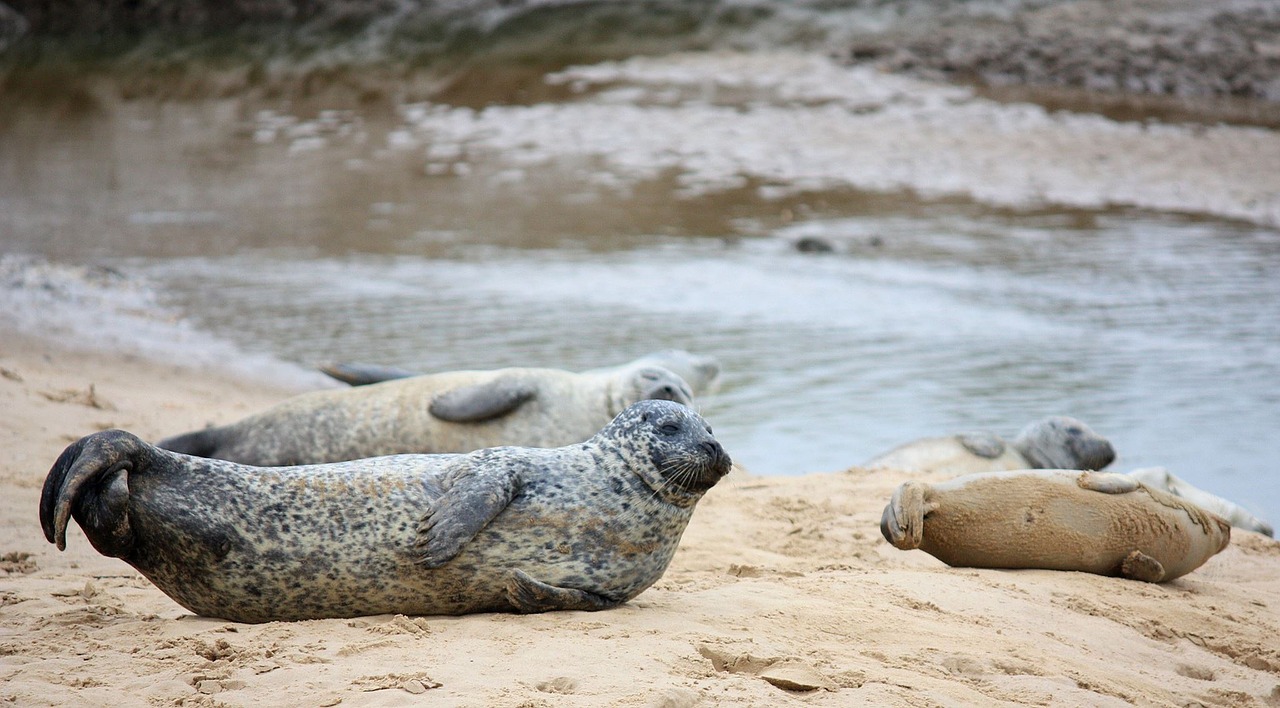 seals pups beach free photo