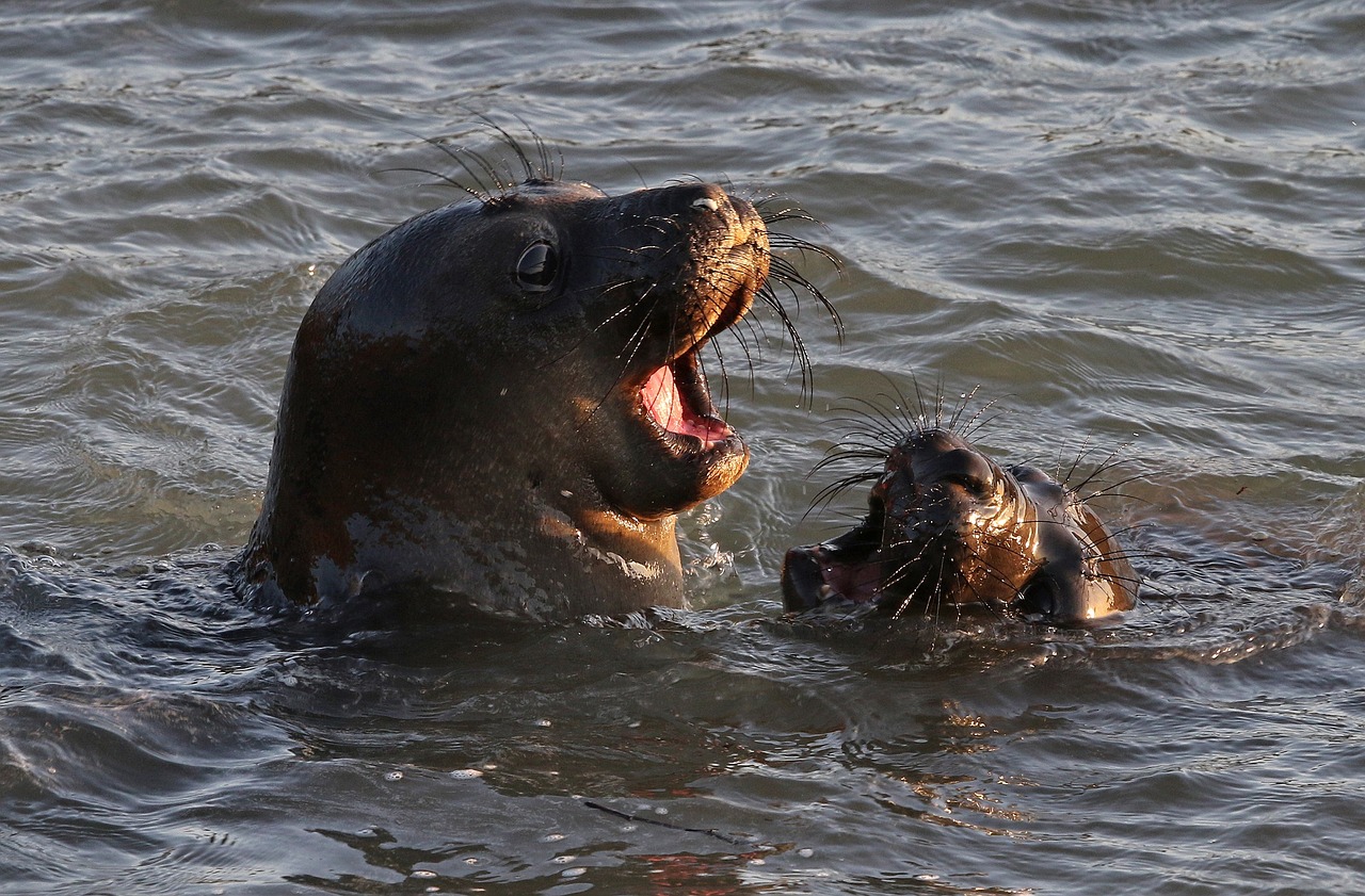 seals swimming water free photo