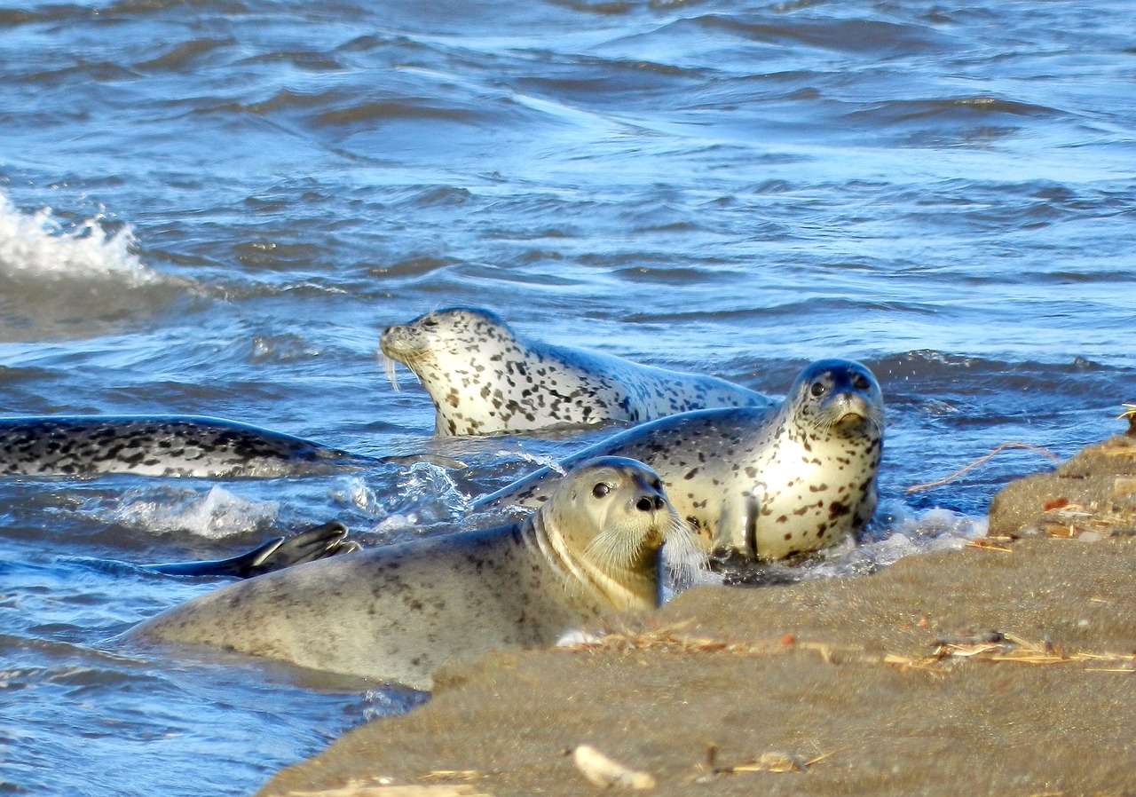 seals rookery coast free photo