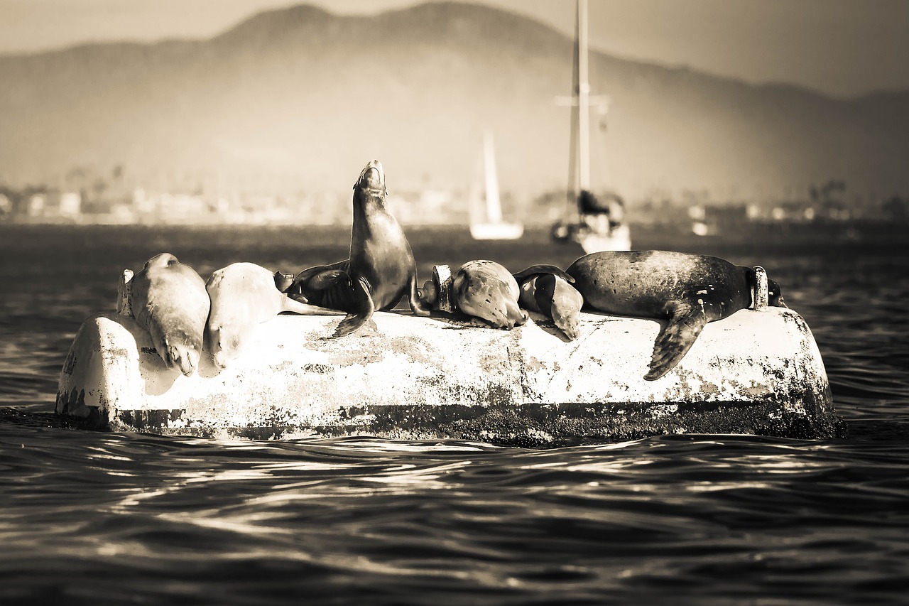 seals ocean nature free photo