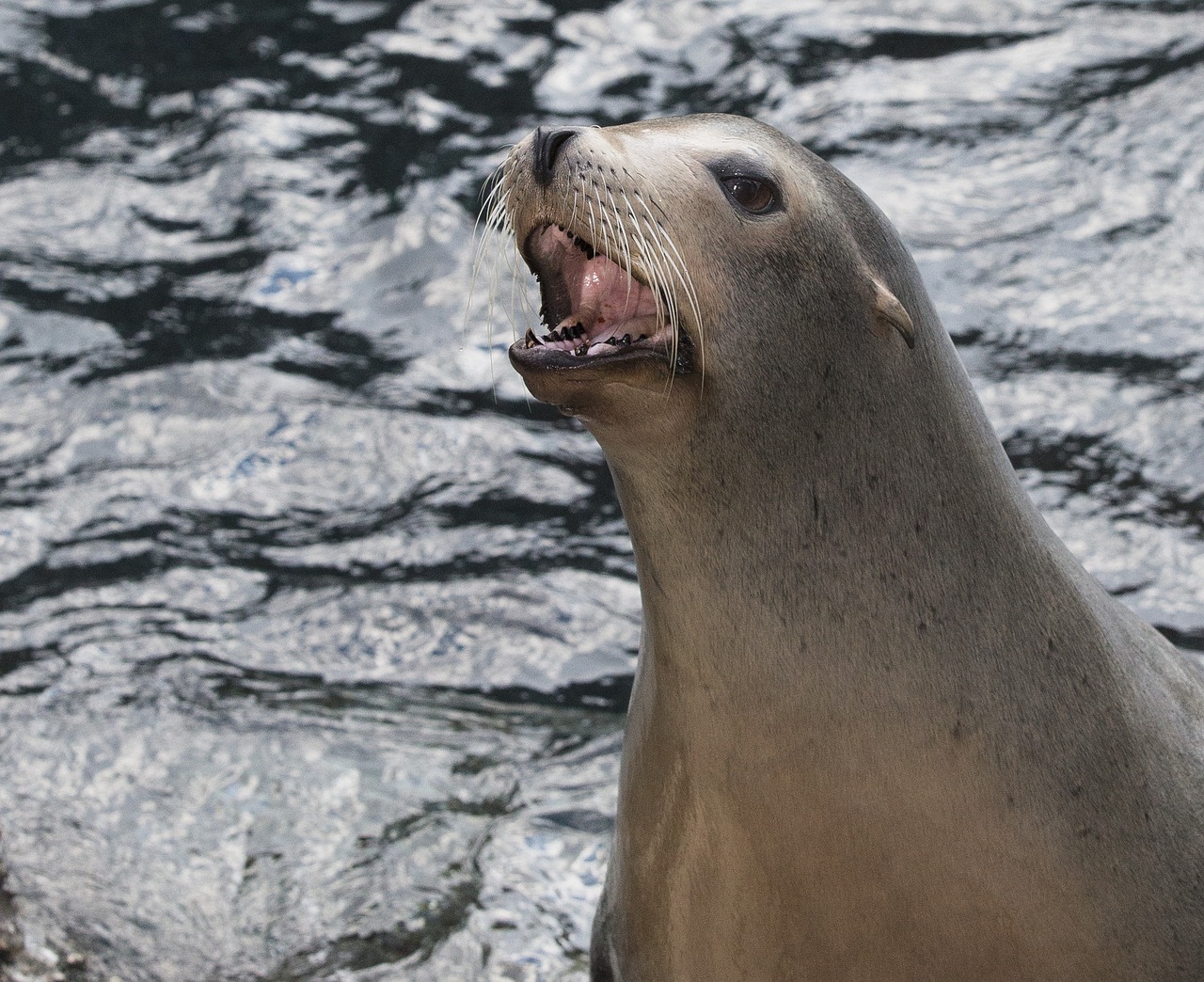 seals wildlife california sea lions free photo