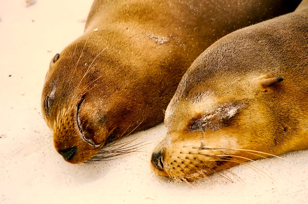 seals sleeping resting free photo