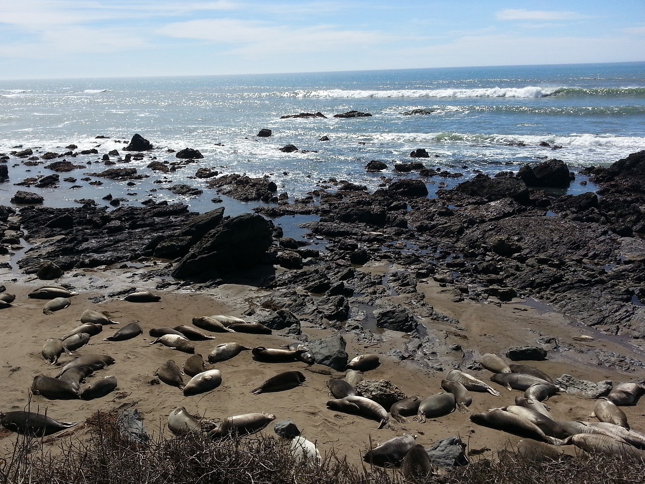 seals coastline pacific free photo
