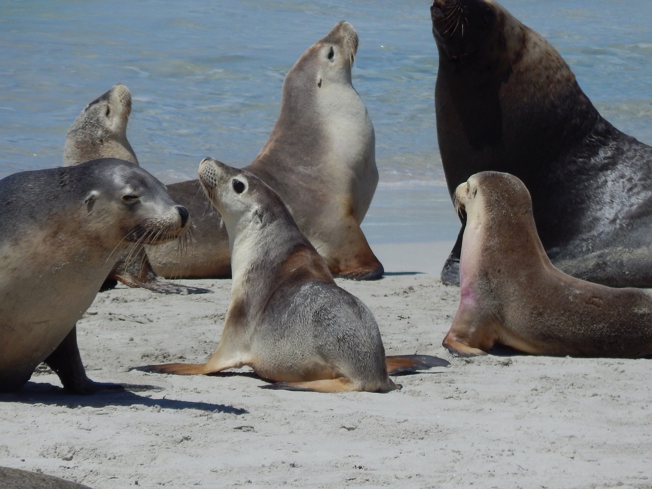 seals  bay  animal free photo