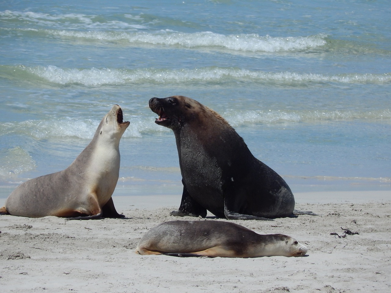seals  beach  wildlife free photo