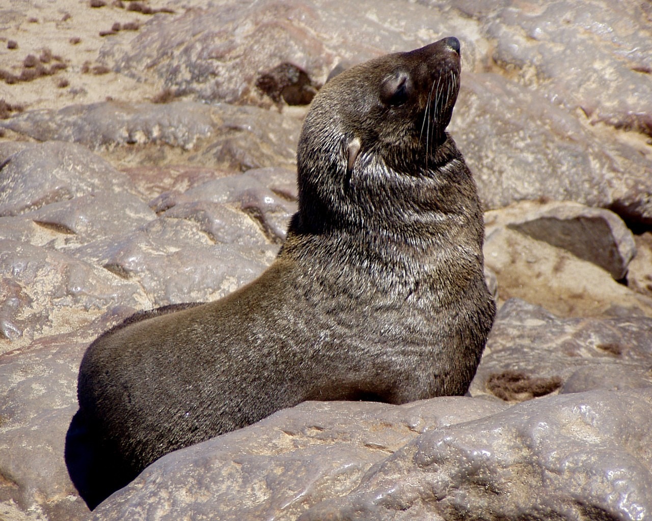 seals meeresbewohner animal free photo