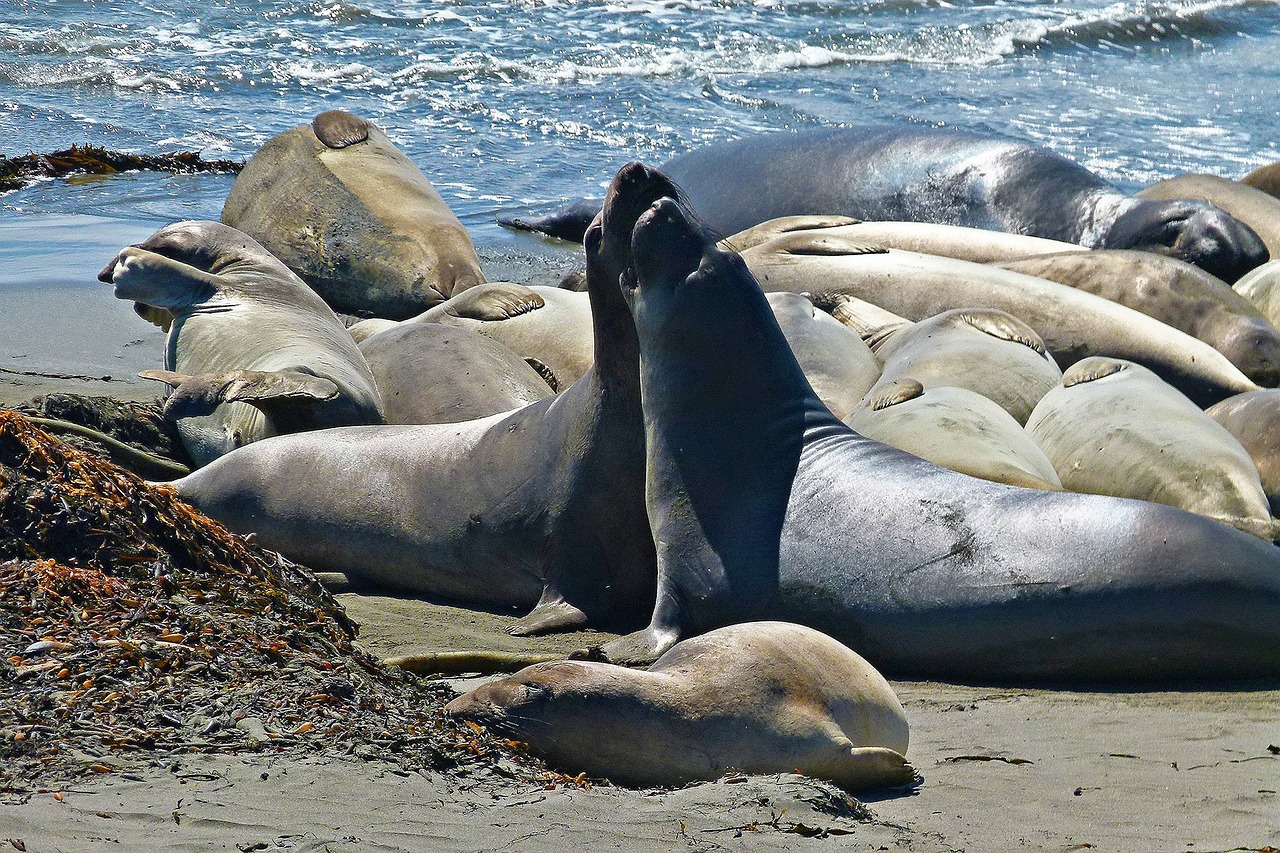seals animals pacific free photo