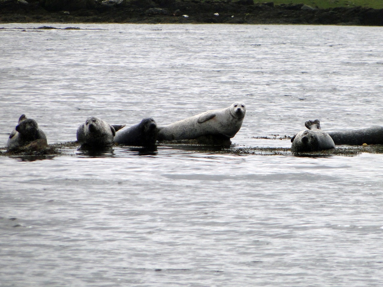seals scotland coast free photo