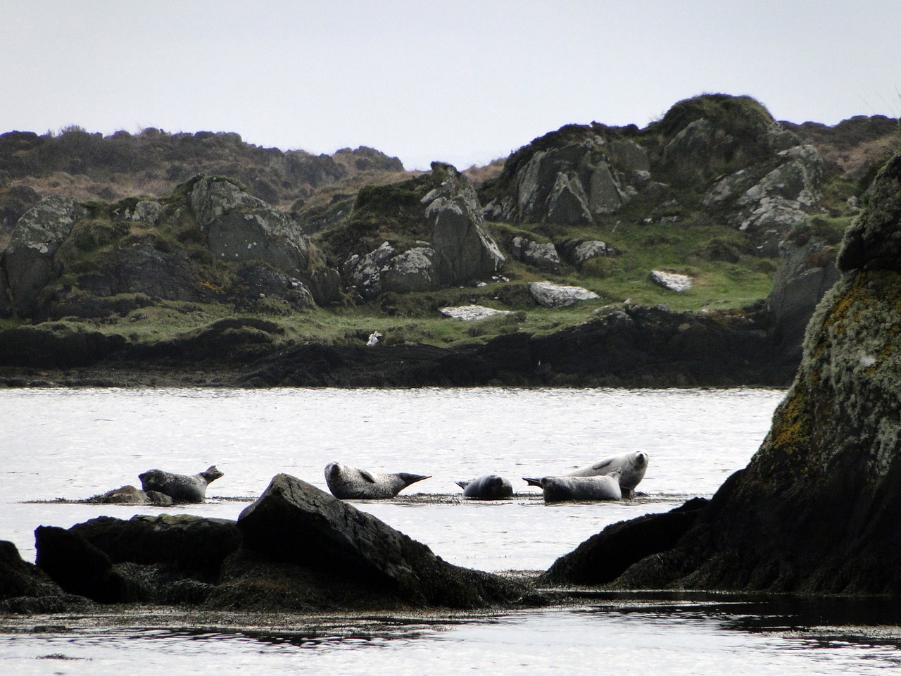 seals rocky coast nature free photo