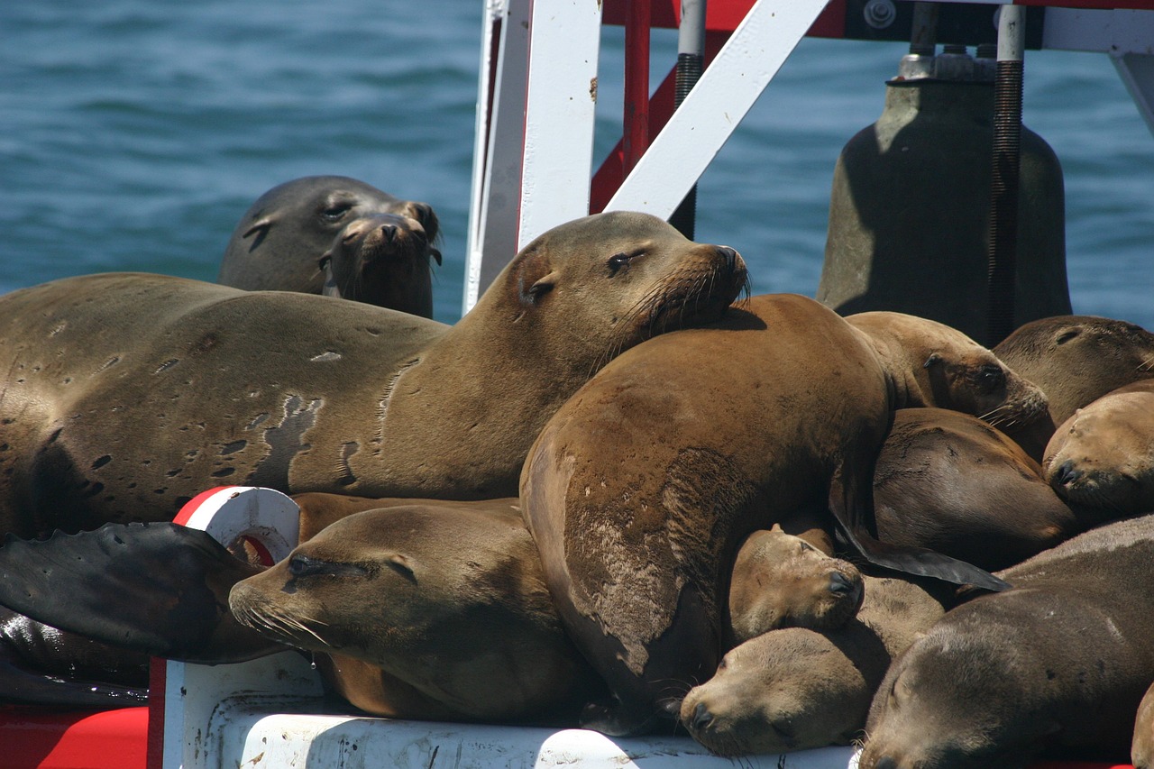 seals seal water free photo