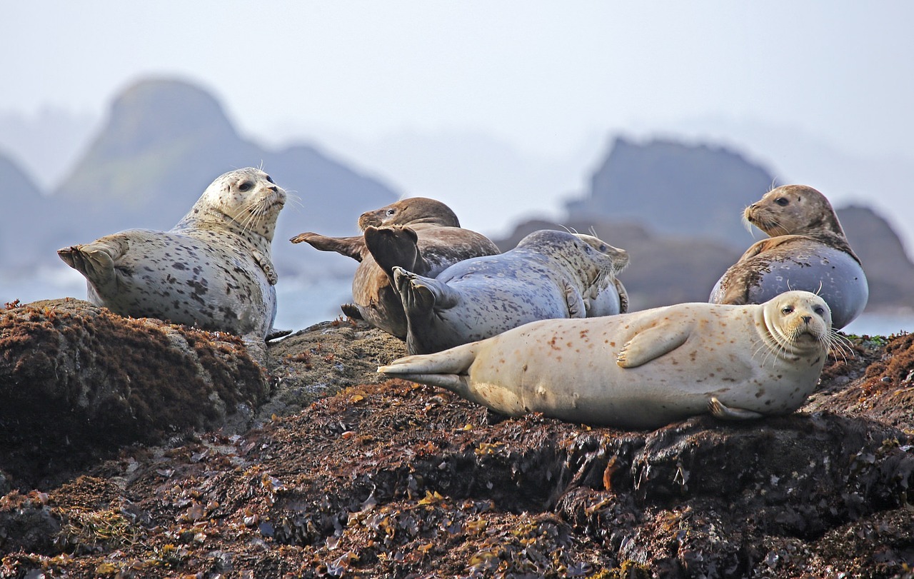 seals resting rock free photo