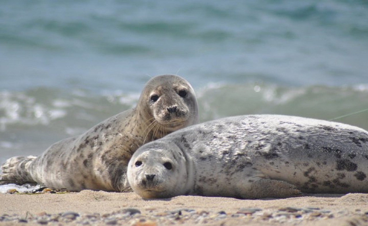 seals resting sand free photo