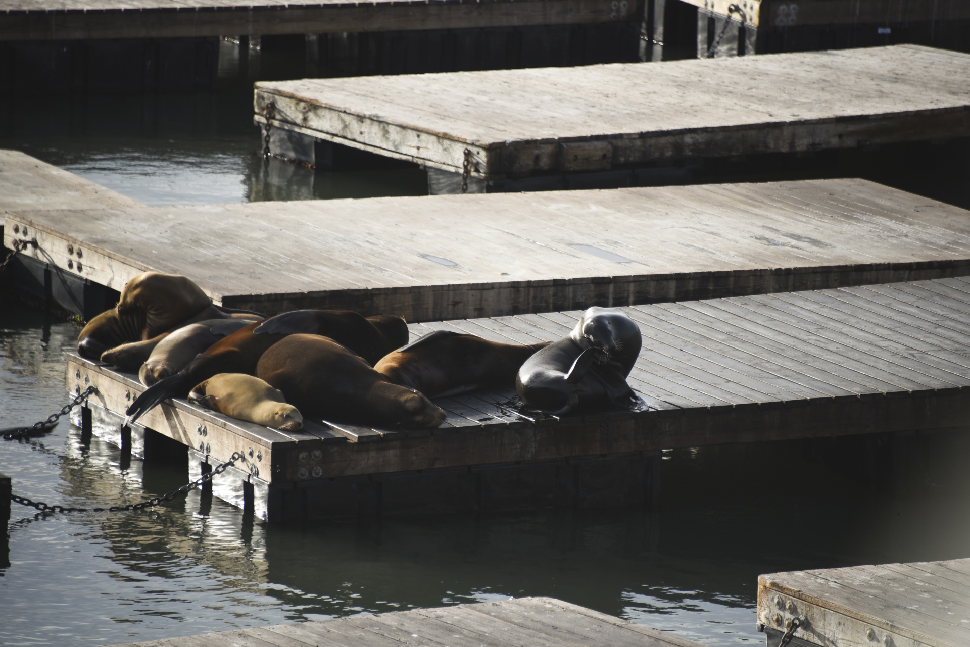 seals animals raft free photo