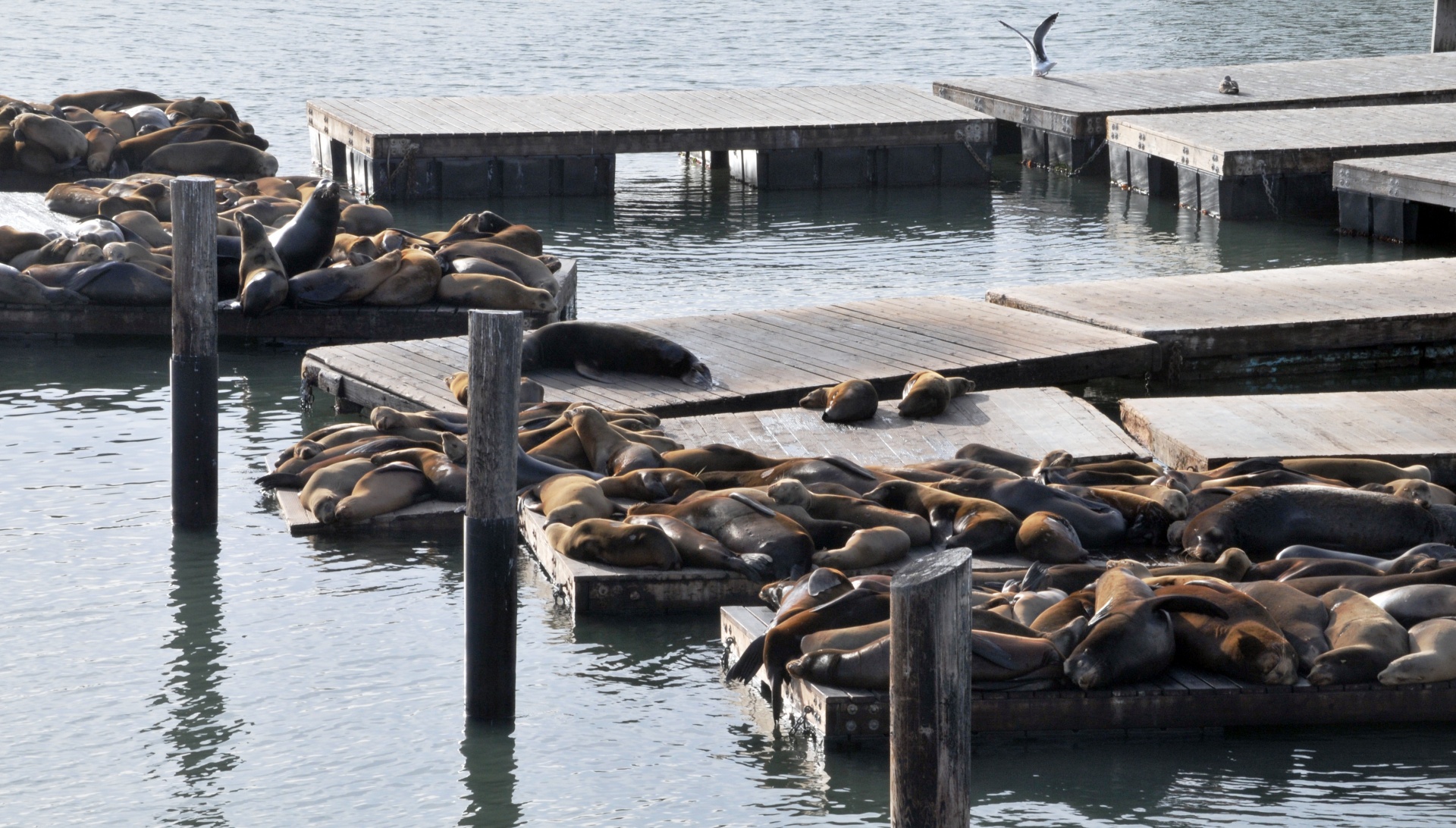 seal seals mammals free photo