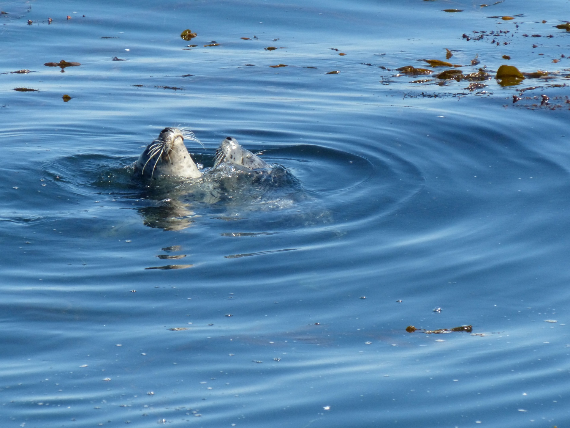 seal seals monterey bay free photo