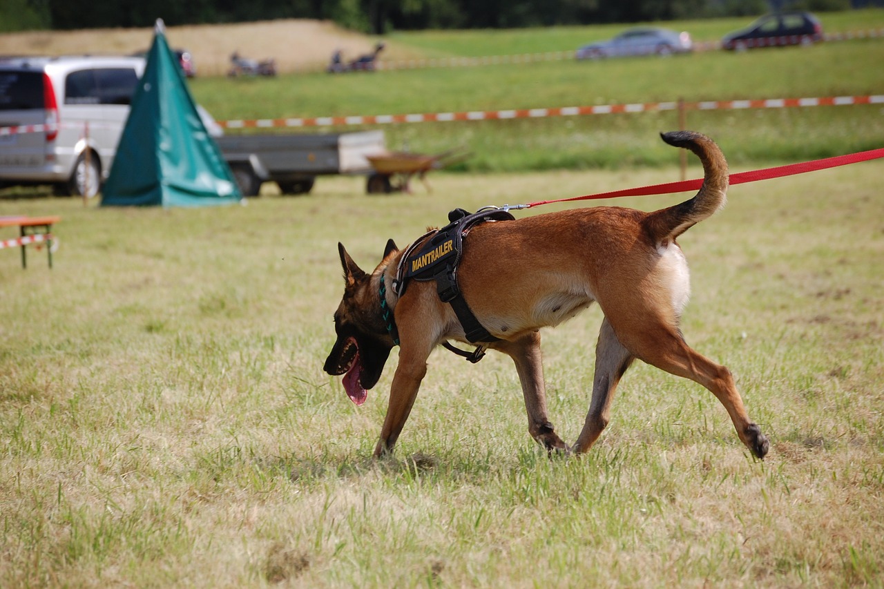 search dog rescue dog dog free photo