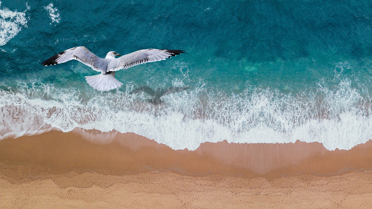 seascape seagull ocean free photo