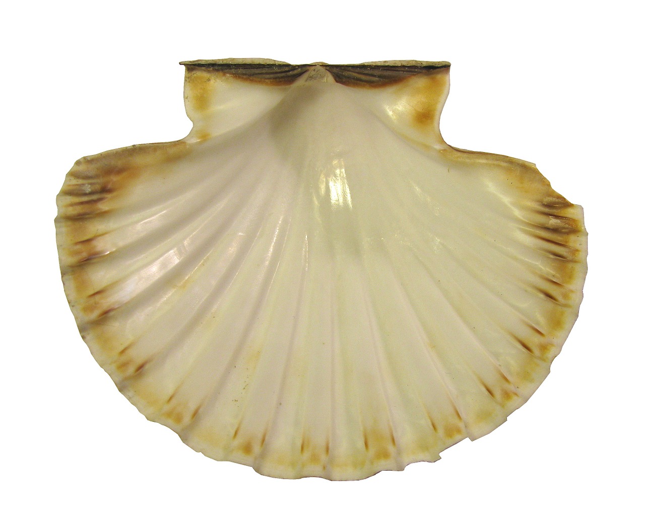 seashell scallop nature free photo