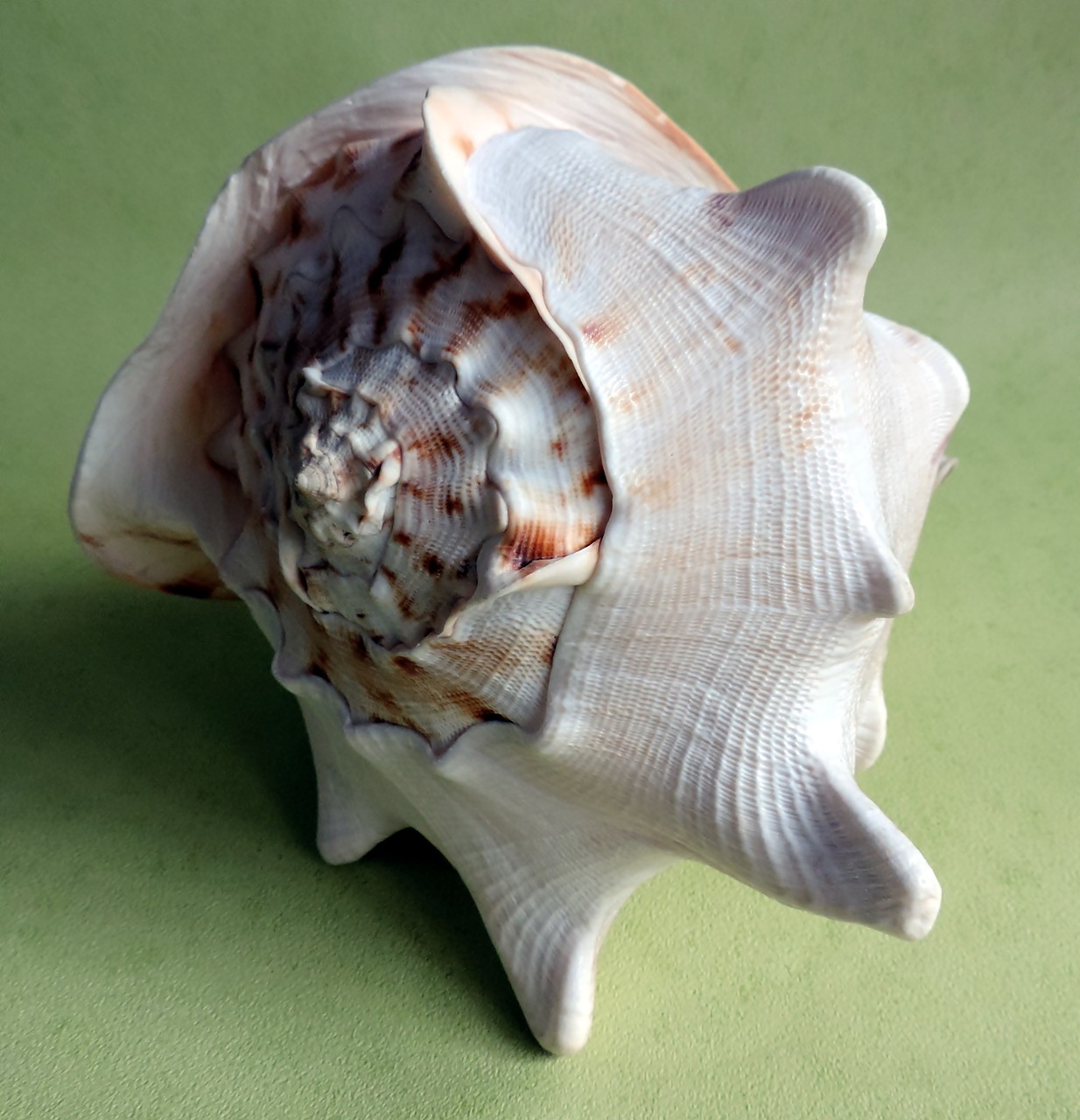 seashell ocean snail free photo