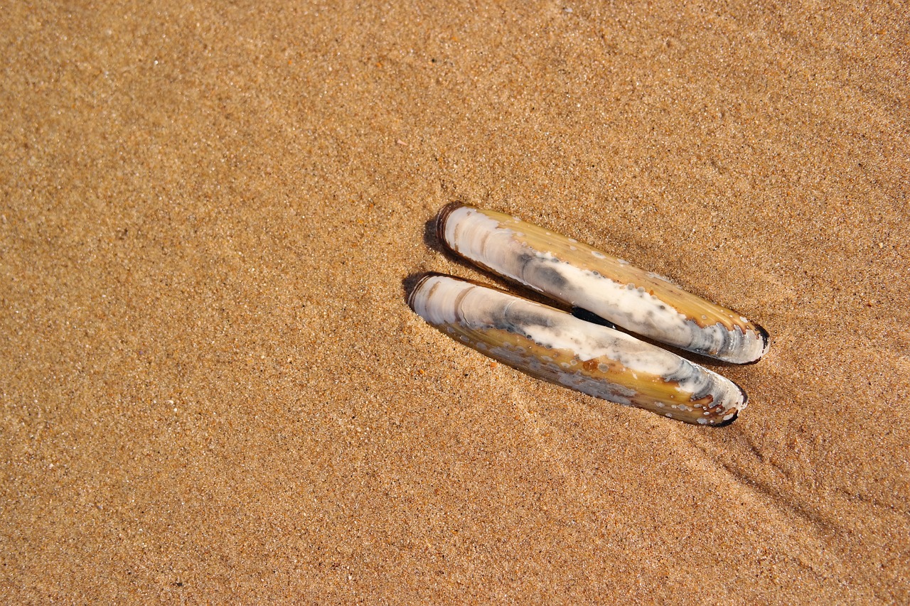 seashell beach sand free photo