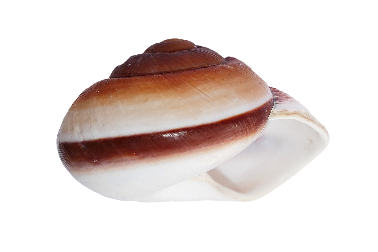 seashell shells sea free photo