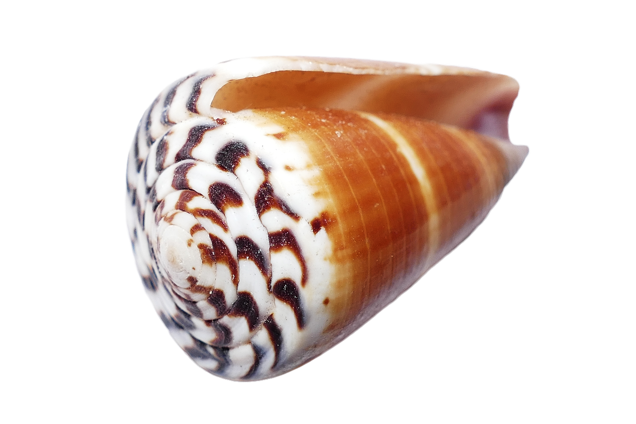 seashell shells sea free photo