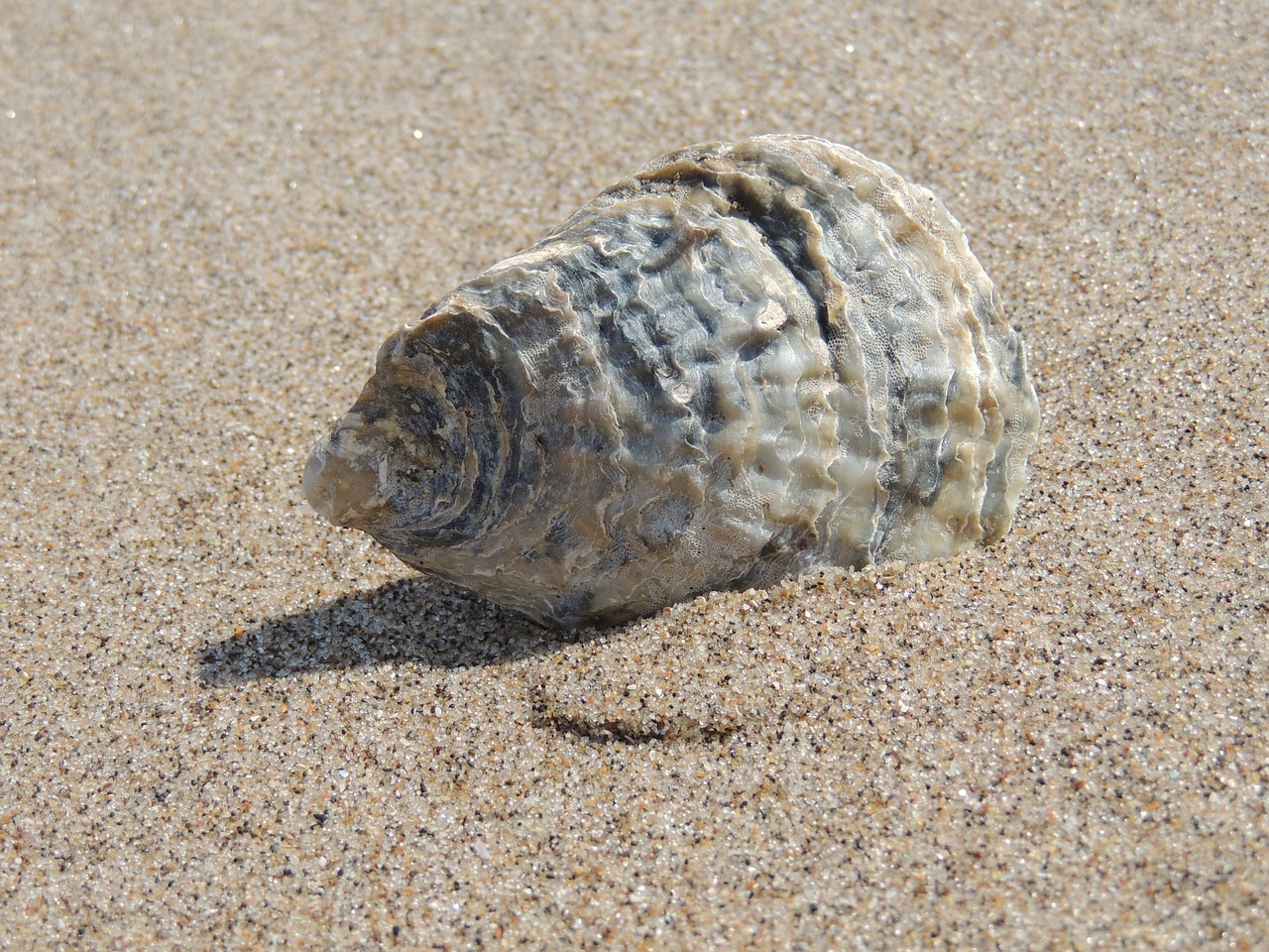 seashell sea shell free photo
