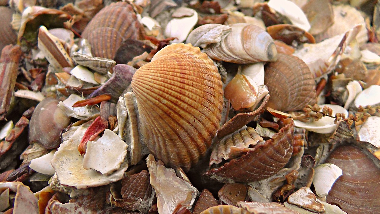 seashells cockle sea free photo
