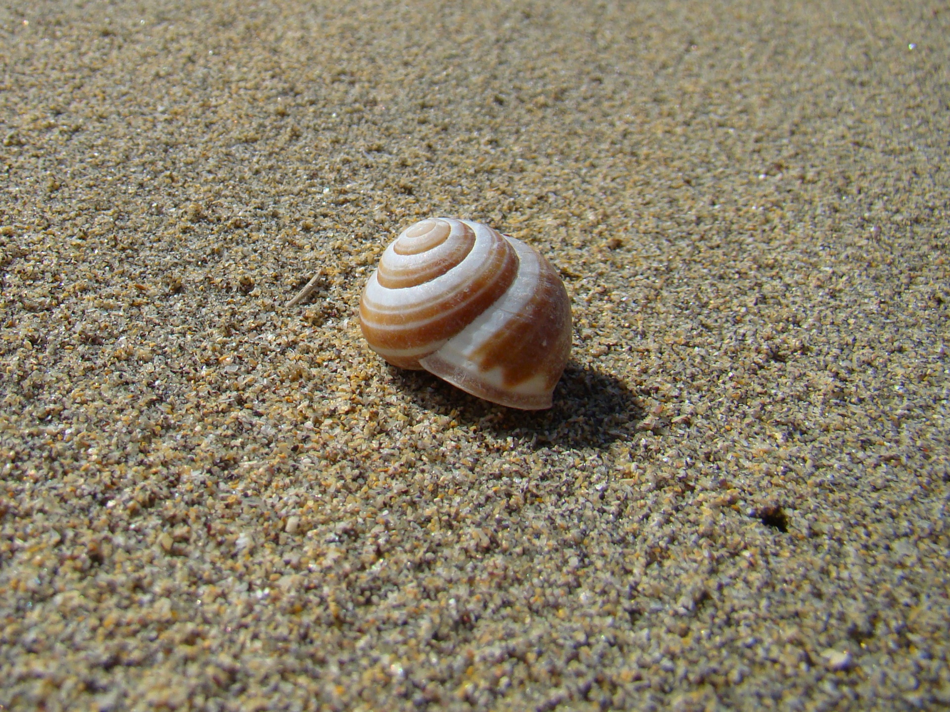 beach sea shell free photo