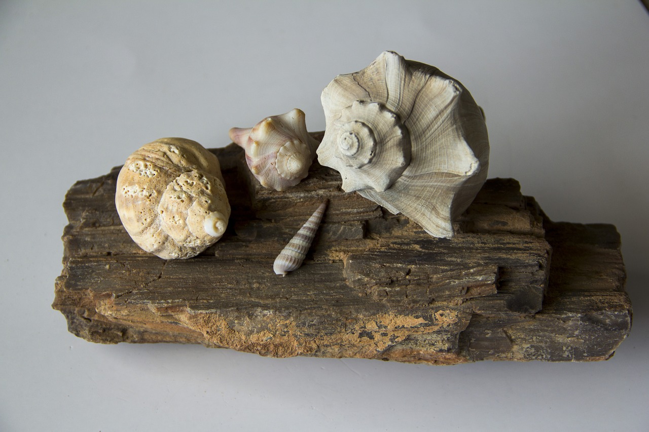 seashells conch shell free photo