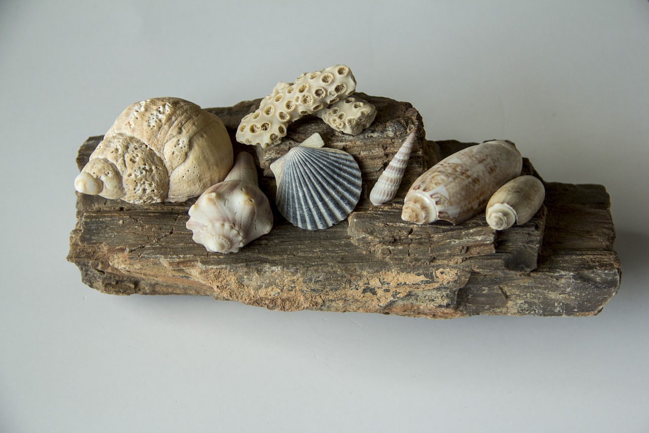 seashells shell conch free photo