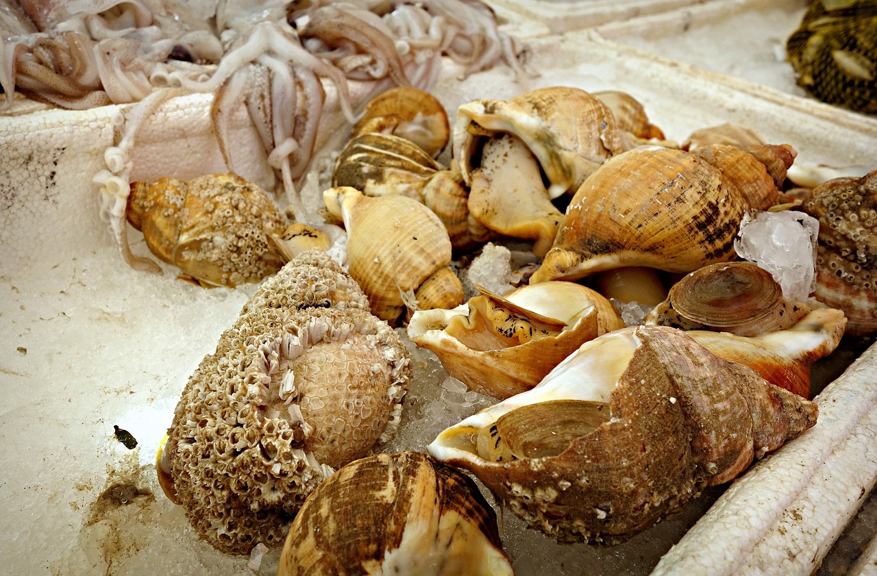 seashell whelk sea snail free photo