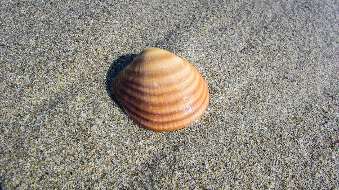 seashell beach shell free photo