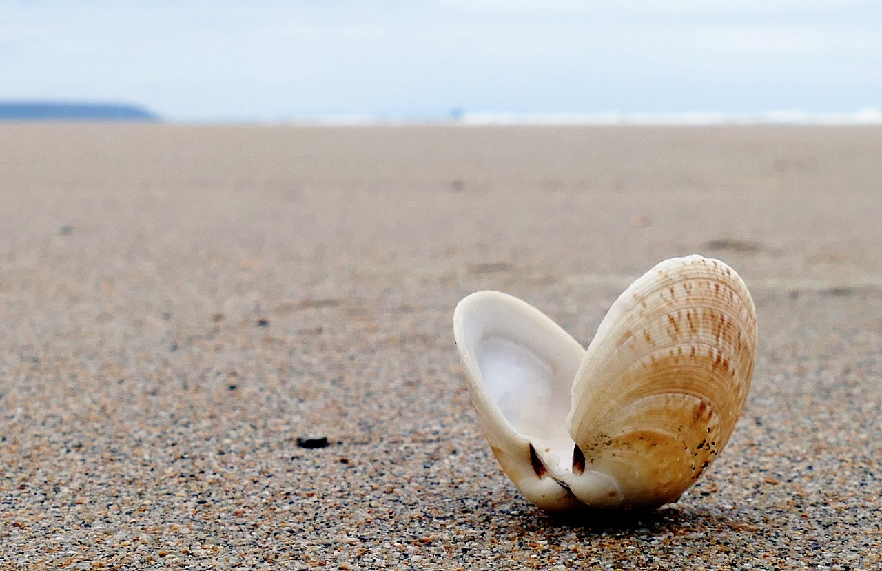 seashell beach sea free photo