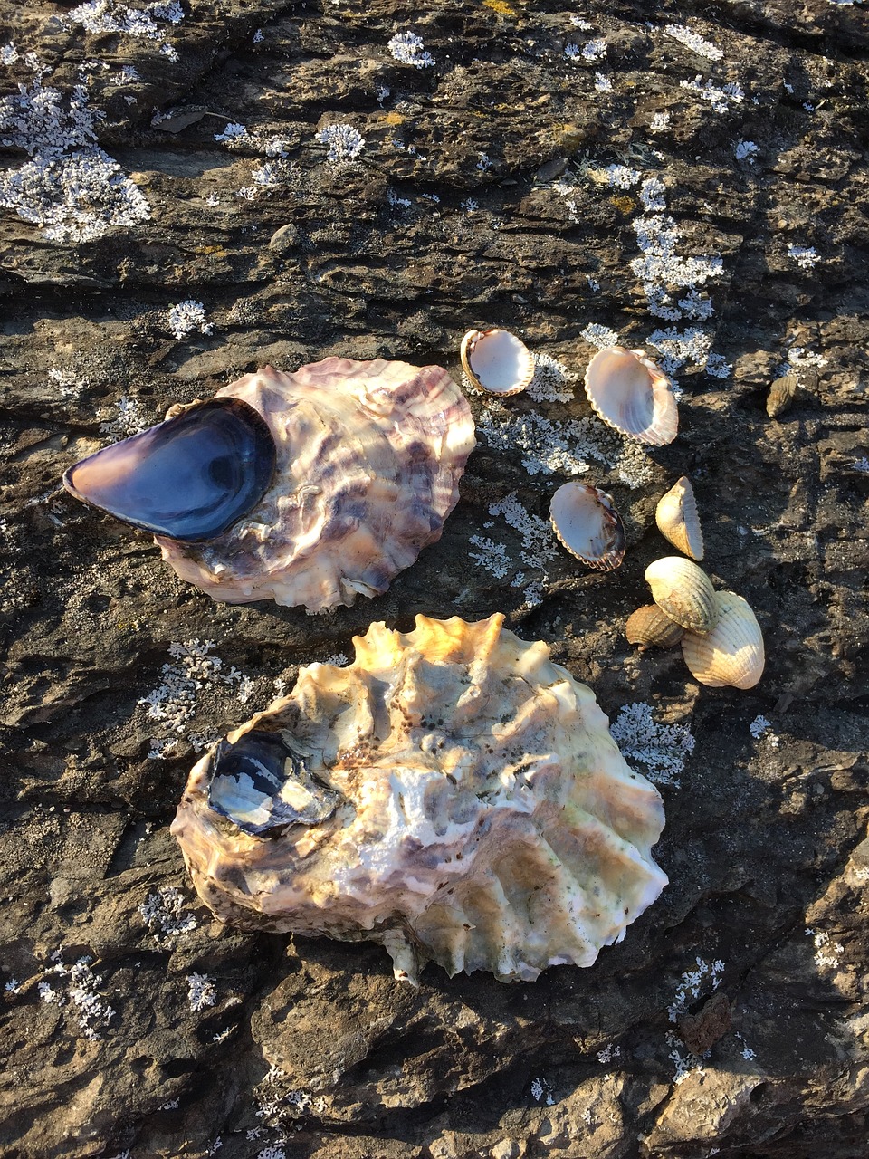 seashell sea shell ocean free photo